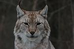 LA LINCE