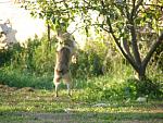 Fantha picking apples in CZ