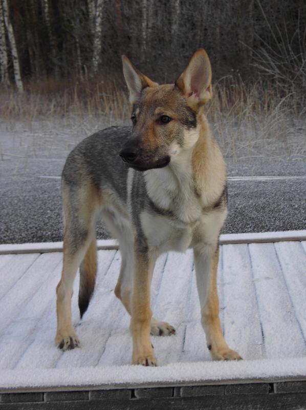 Hronec at Norrsjön 5,5 month old