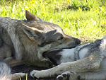 wolfdogs as friends