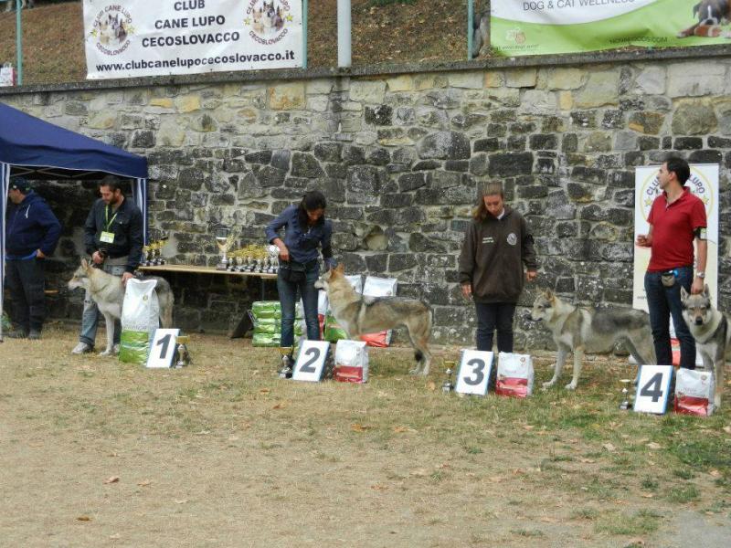 Raduno serramazzoni 2012 Giudice Frantisek Rosik: 
1° eccellente + CAC