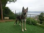 Can Black Sea Wolfdog