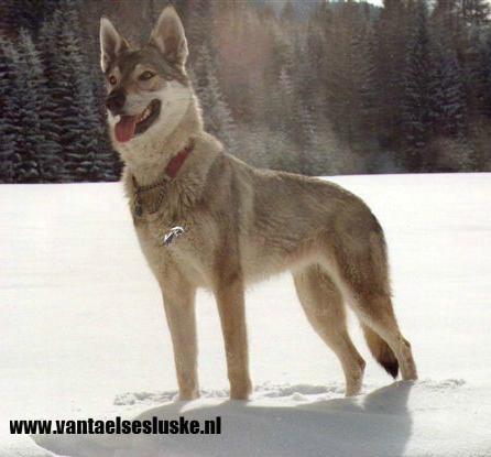 Alaska van 't Aelse Sluske