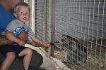 CONNOR FEEDING ROSY THE RACCOON