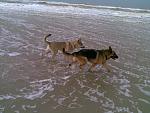 2 kerstdag op het strand met ringo