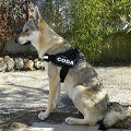 coda's Avatar