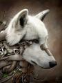 White_Wolf_Kiba's Avatar