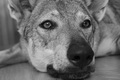 Rychol's Avatar