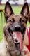 Malinois's Avatar