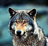 Wolf17