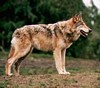 Wolf2