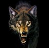 **HOWLINGWOLF**'s Avatar