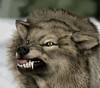 Wolf22