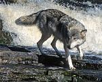 M0009D   Wolf in Water
