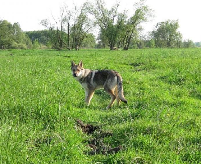 bei uns auf der Wiese...