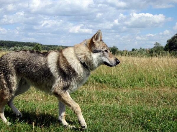 Gorthan Ocasta Laukar, Samara

www.wolfdog.org/site/ru/dbase/d/17717