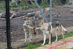 gus at the wolf site, ahhhh young love