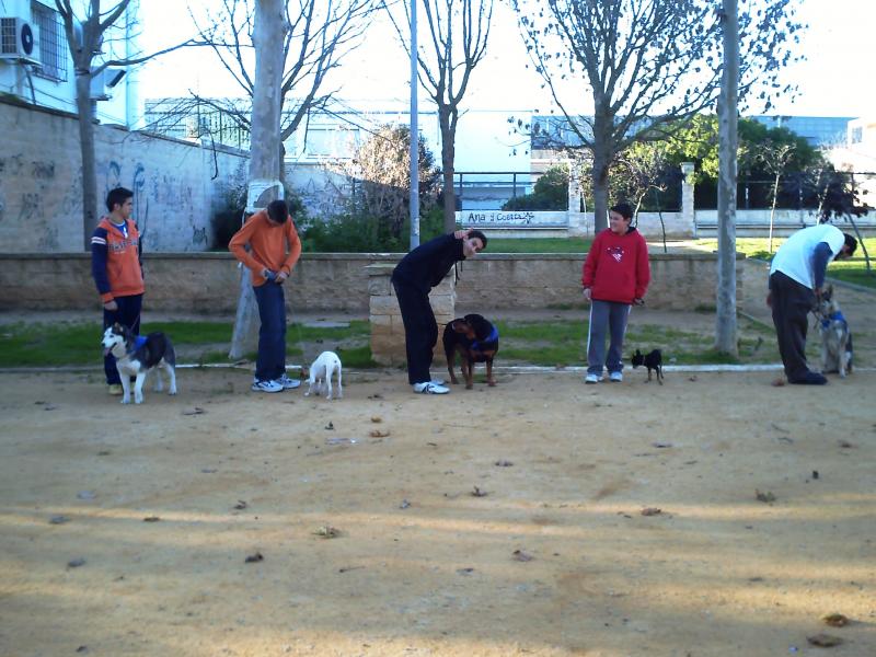 - Kay en el examen de nuevos miembros (perros sin pañuelo)
- Kay in the examination of new members (dogs without handkerchief)