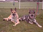 chogan chien loup tchecoslovaque de 21 mois et venus berger allemand de 5 ans