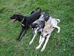 Duke (Galgo-Neufundländermix) 
Fina Maru (Saarloos) 
Fenrir (Tschechoslowake)