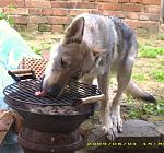 Hmm, war das lecker.... Akela leckt nach dem Essen den Grill ab