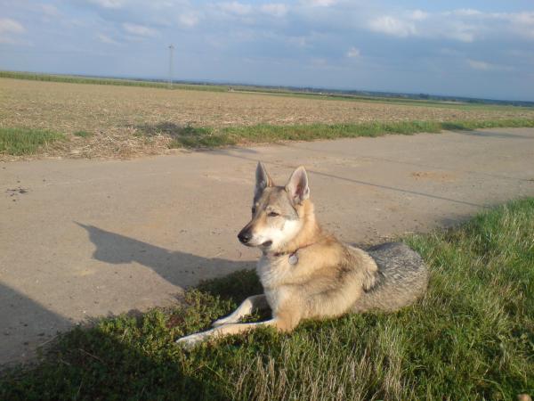 im Feld was eine aussicht