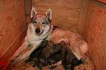 sette meravigliosi cuccioli