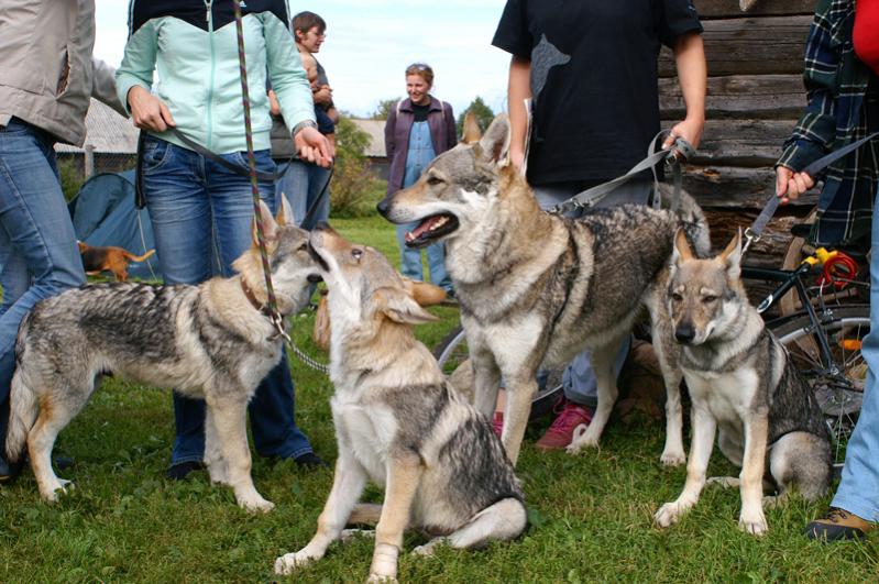 Ivju Inari, Inukami, Cheitan, Imija