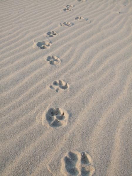 Deine Spuren im Sand...die ich gestern noch fand....