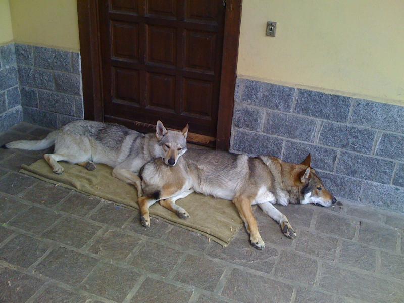 ecco mamma e papà..... dusk e olimpia passo del lupo