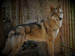 Ares -non solo lupo