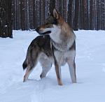 Schneewolf