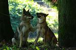 Naïko et D'june sa demi soeur lors de la journée du chien à baccarat