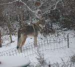 Schneenase im Garten