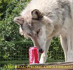 THE REAL THING  COCA COLA ......