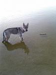 In het water (Heerdestrand)