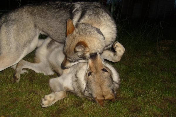 Apache et Deymah en plein delire