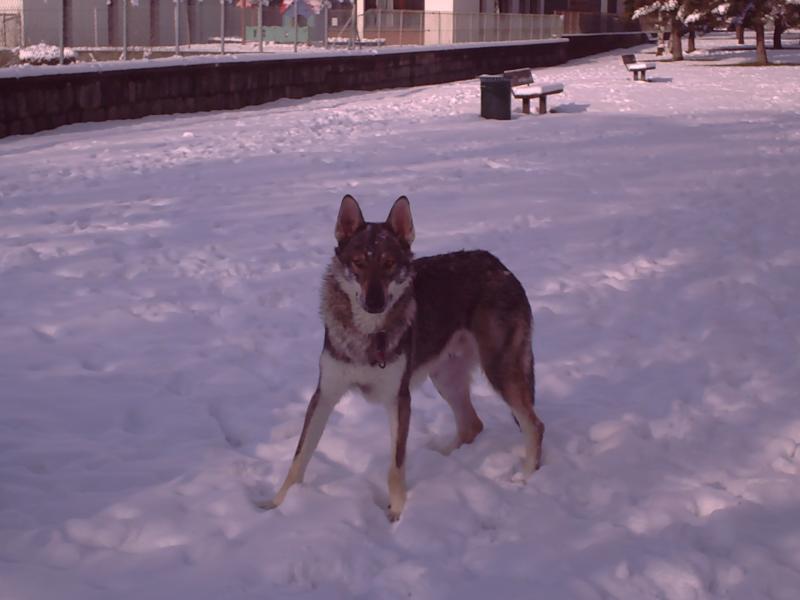 dans la neige année 2008