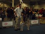 Bundessiegershow & nationale Dogshow 007