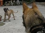 DARKO e Cane Corso Minosse 01